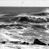 BRYANELKUS_203189