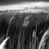 IMG_1499