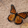 a monarch butterfly on the beach in michigan
