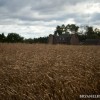 a corn field in michigan
