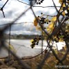 BRYANELKUS_267880