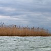 BRYANELKUS_278658