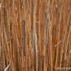 BRYANELKUS_279029