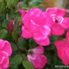 BRYANELKUS_279161