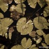 BRYANELKUS_304694