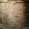 BRYANELKUS_304739