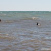 BRYANELKUS_305820