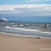 BRYANELKUS_307312