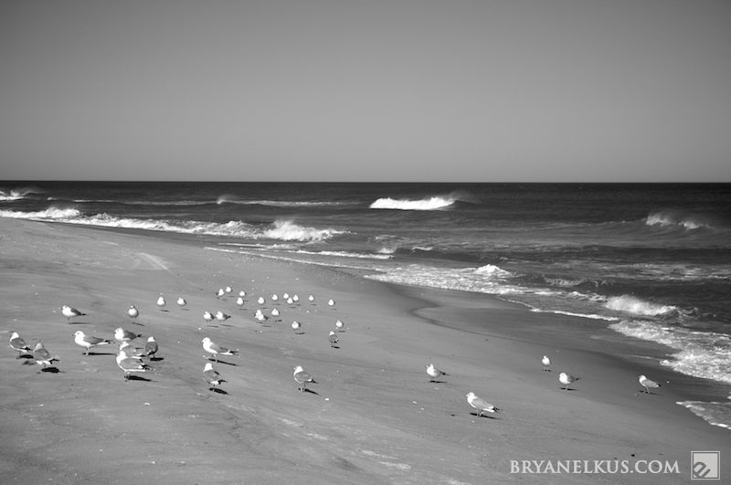 BRYANELKUS_204614