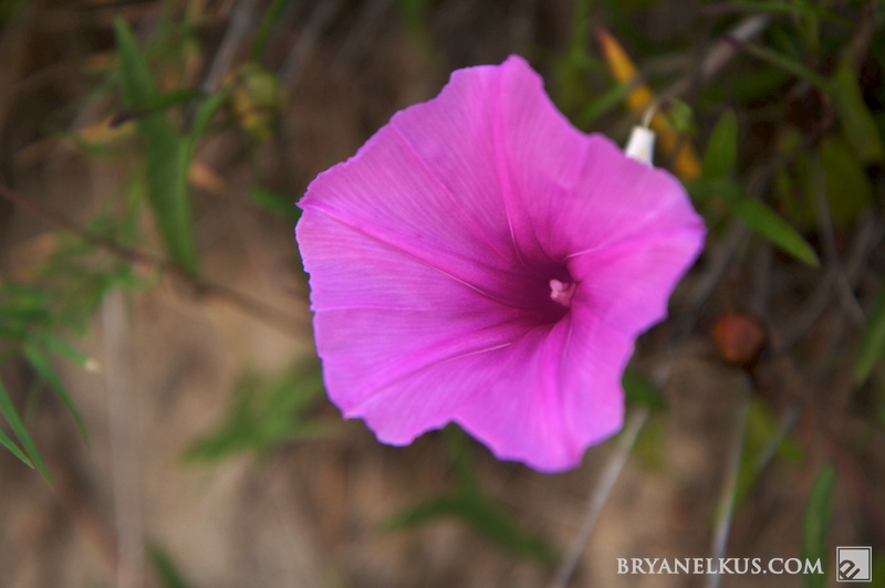 BRYANELKUS_257047