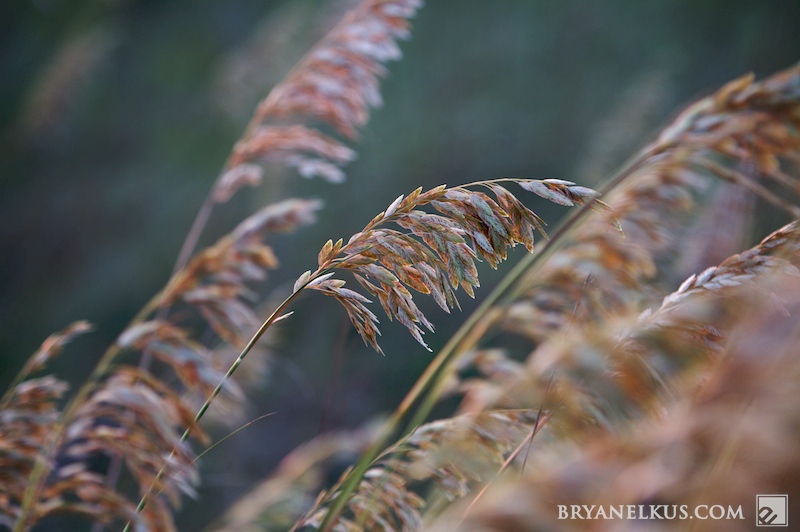 BRYANELKUS_260220