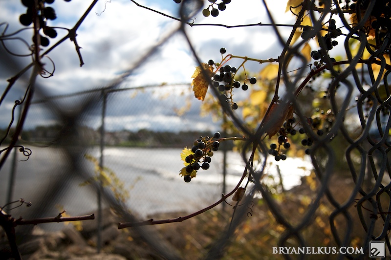 BRYANELKUS_267880