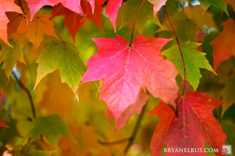 BRYANELKUS_268169