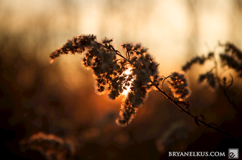 BRYANELKUS_269065