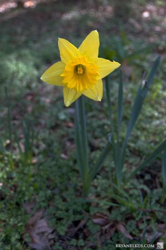 BRYANELKUS_278136