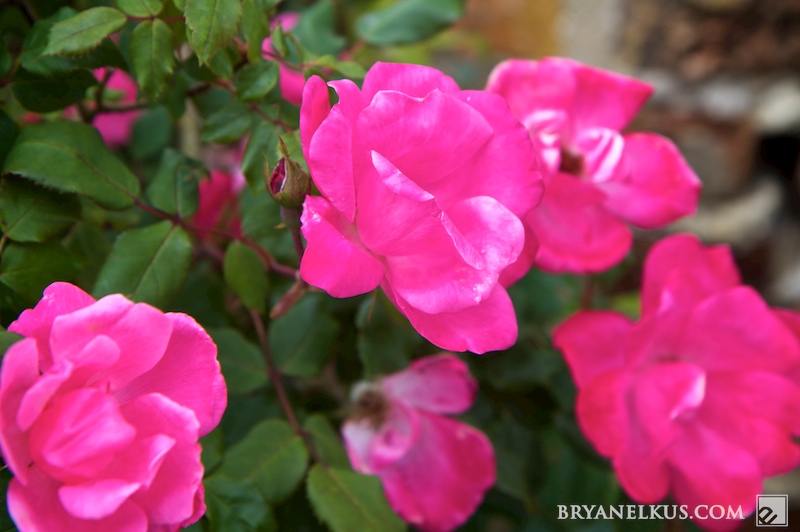 BRYANELKUS_279161