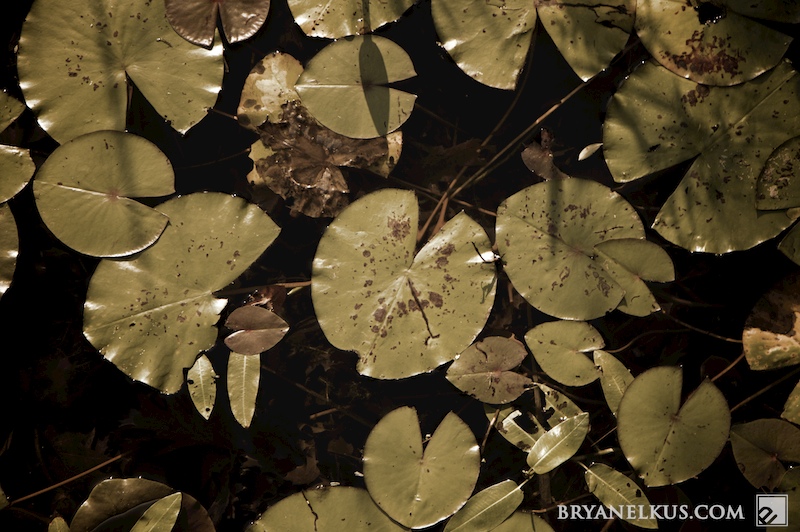 BRYANELKUS_304694