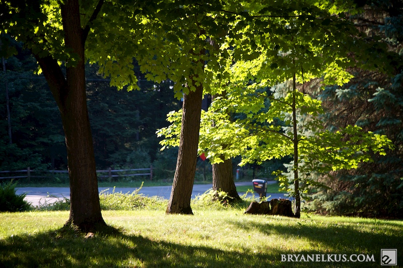BRYANELKUS_304752