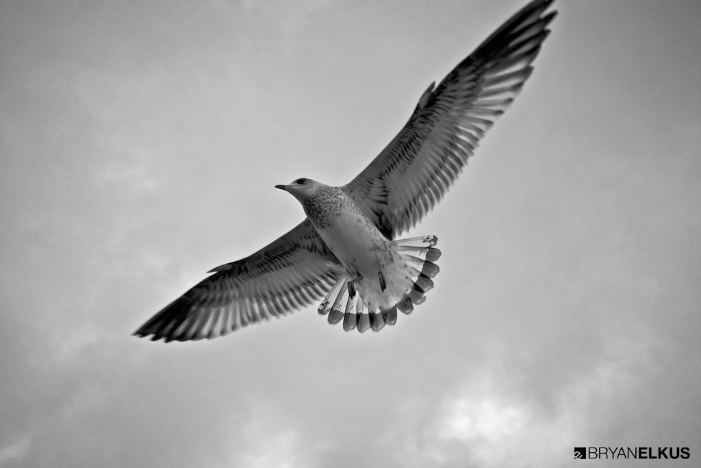 BRYANELKUS_340480