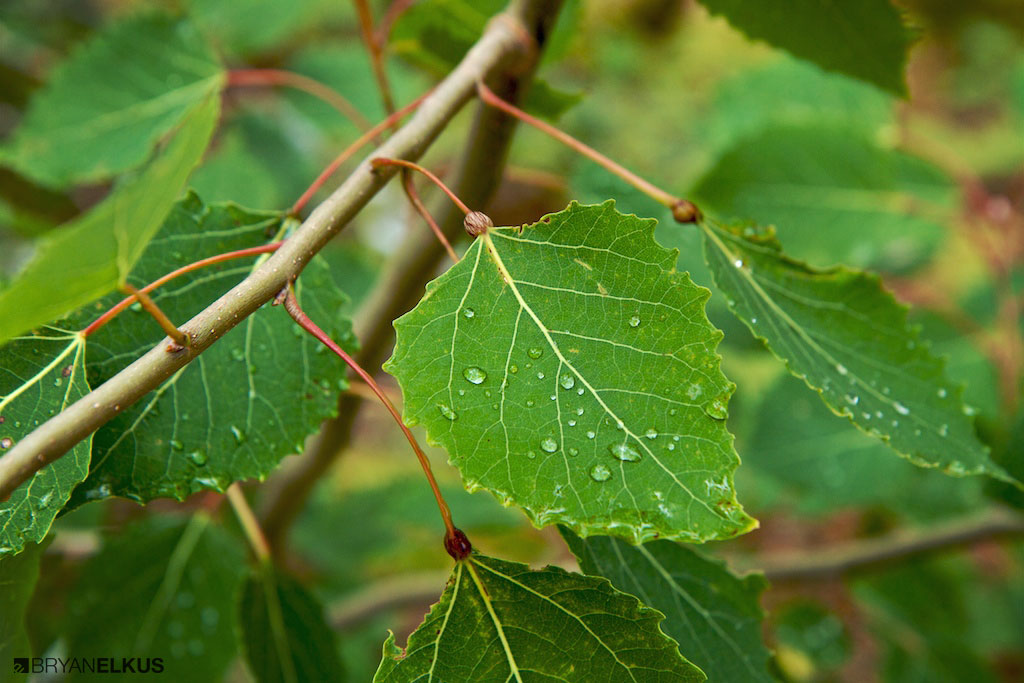 06_BRYANELKUS_348464
