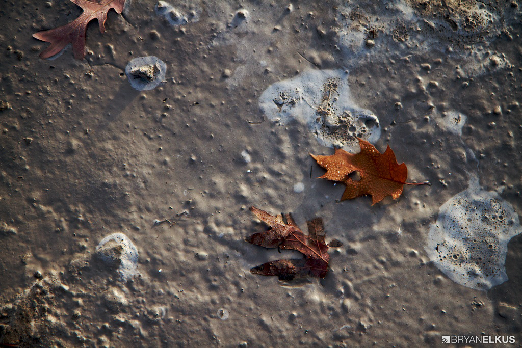 BRYANELKUS_367380