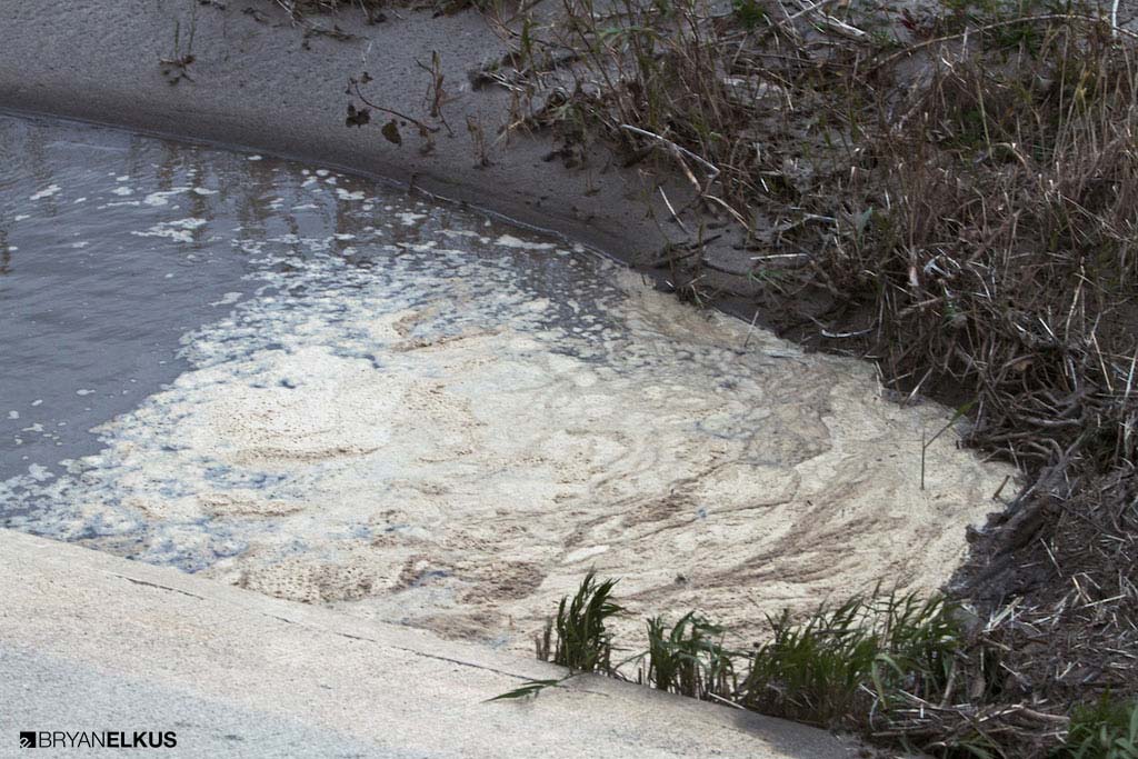 bacteria buildup on Lake Erie near Erieau, Canada