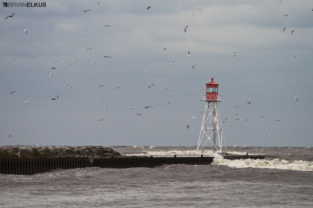 birds flying by the Erieau channel