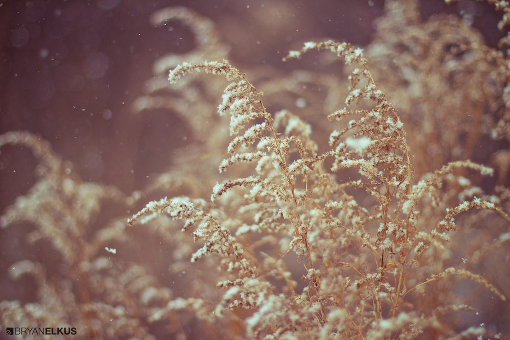 BRYANELKUS_379070