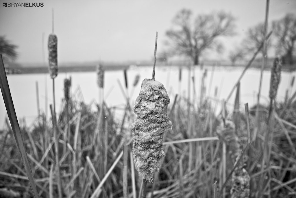 BRYANELKUS_379175