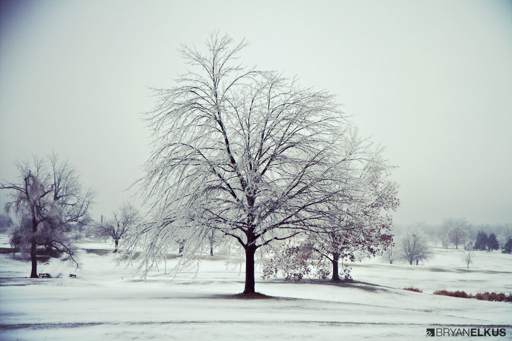 BRYANELKUS_380315