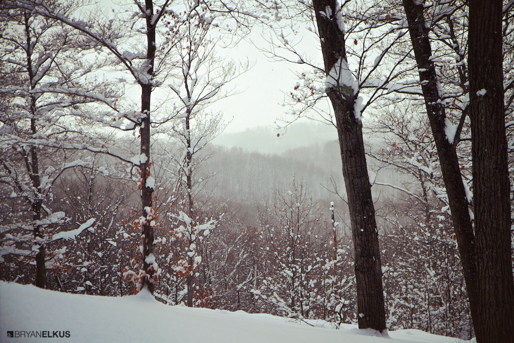 BRYANELKUS_381353