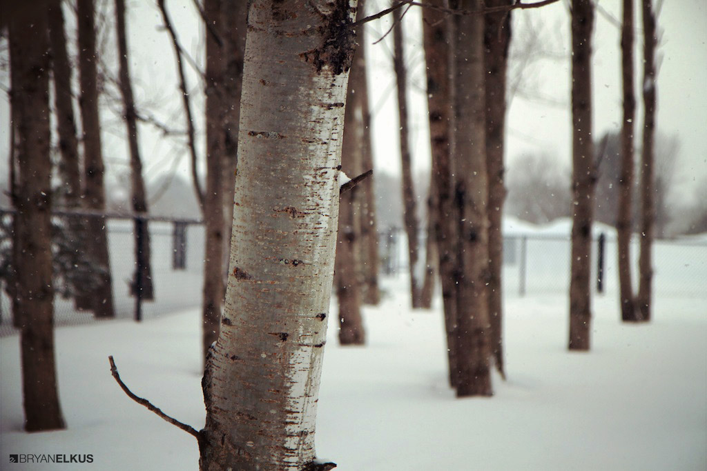 BRYANELKUS_381790