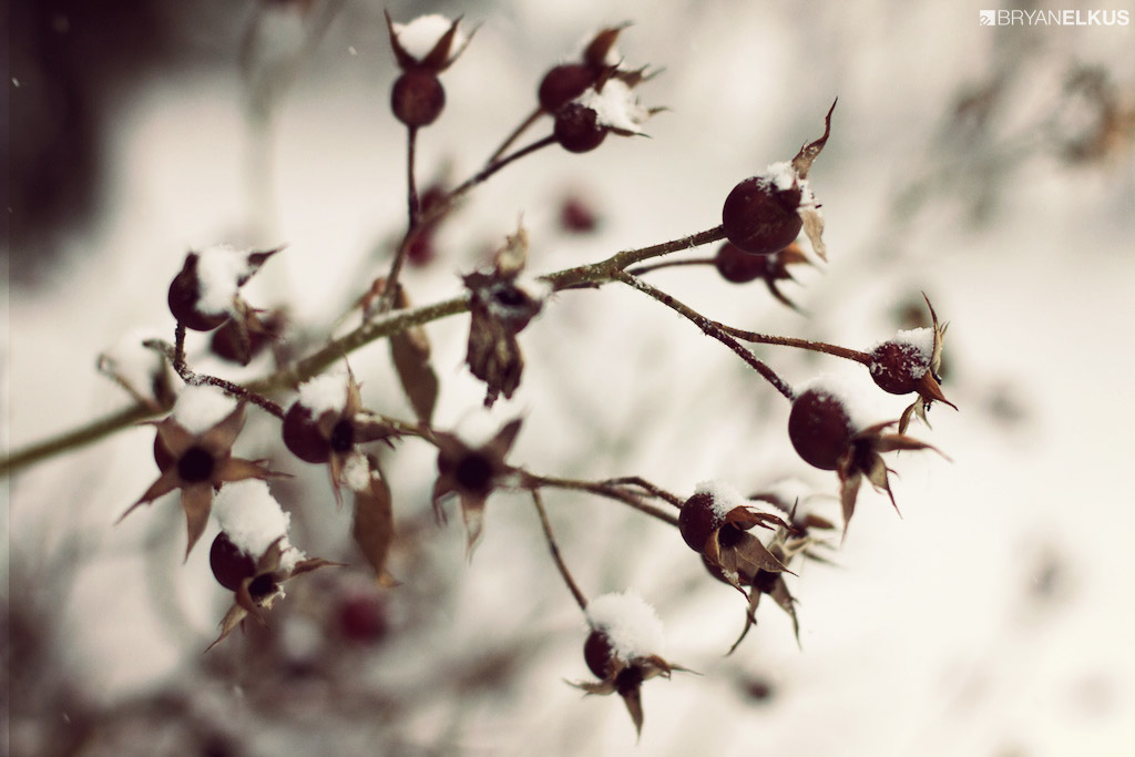 11_BRYANELKUS_401741