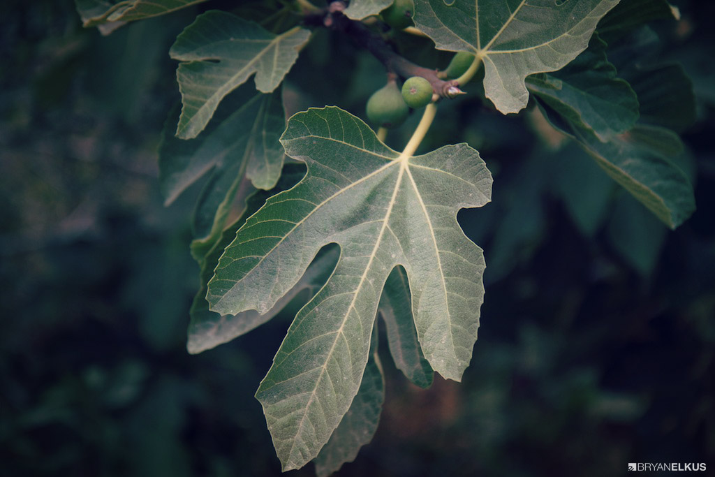 04_BRYANELKUS_538642