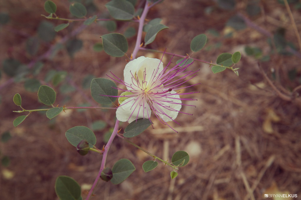 10_BRYANELKUS_538722