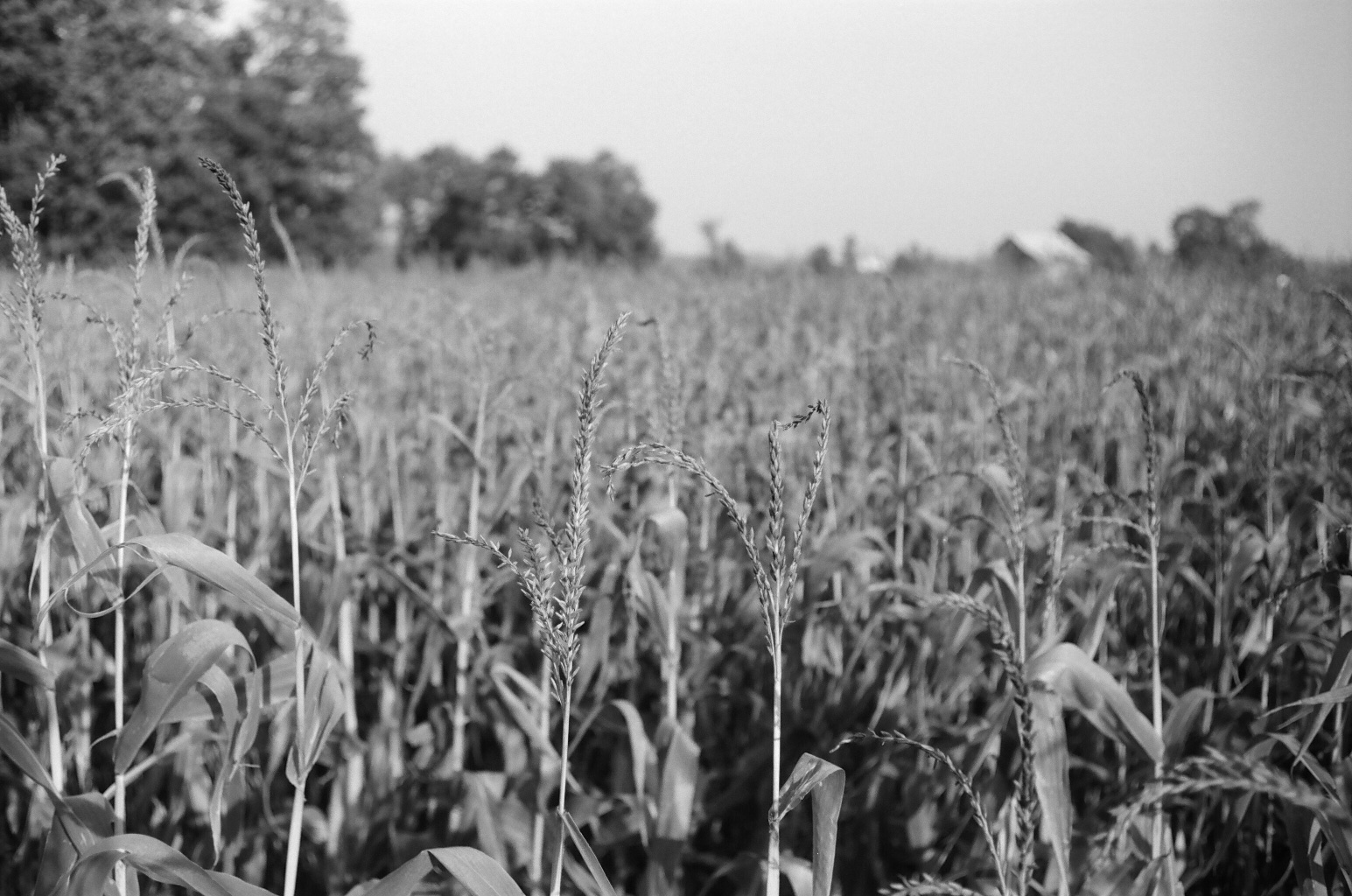 07_BRYANELKUS_590866