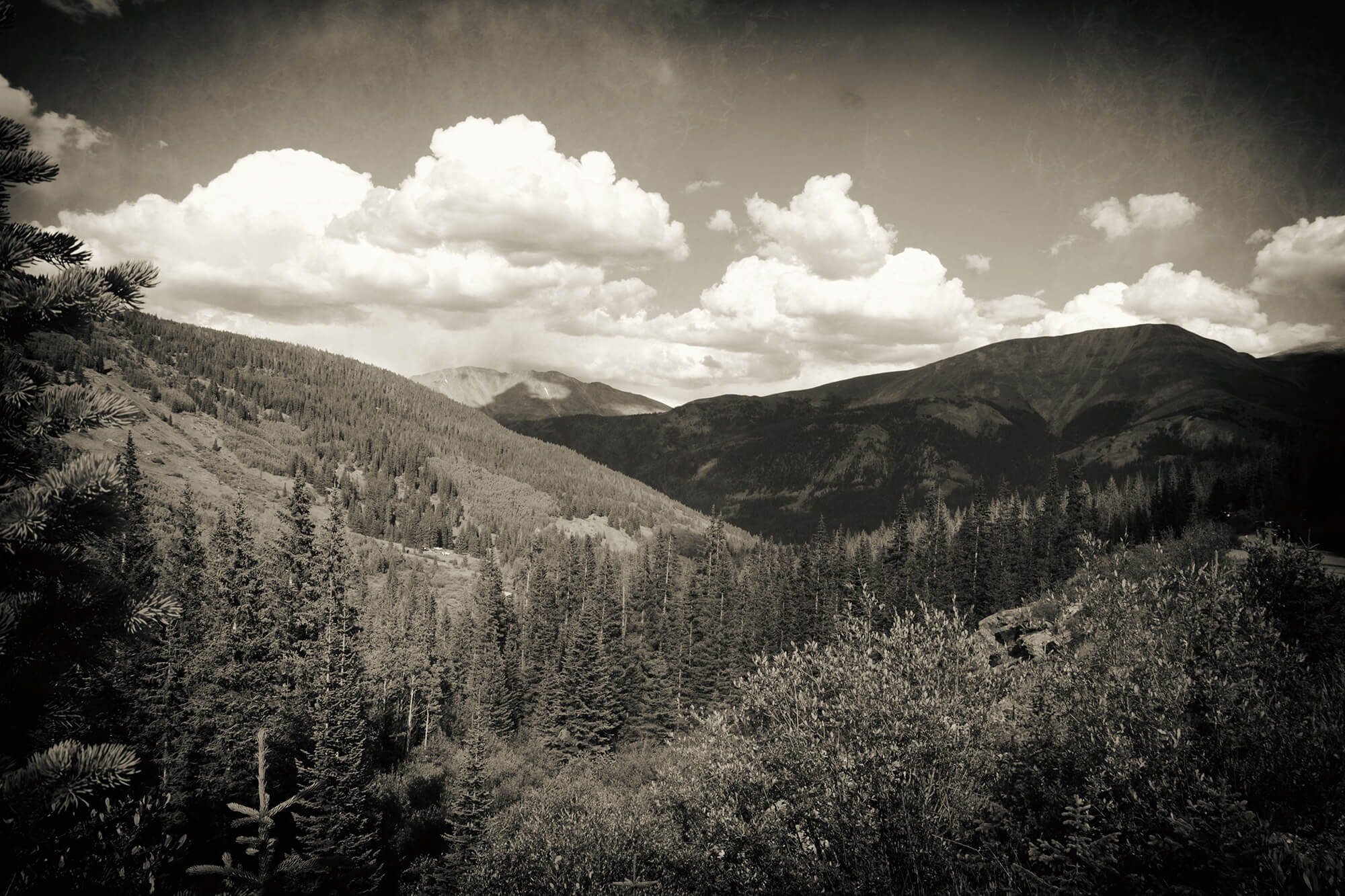 34_BRYANELKUS_628917
